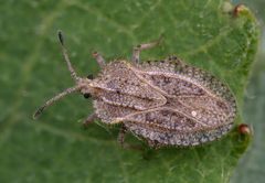 Tingis reticulata
