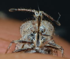 Tingis reticulata