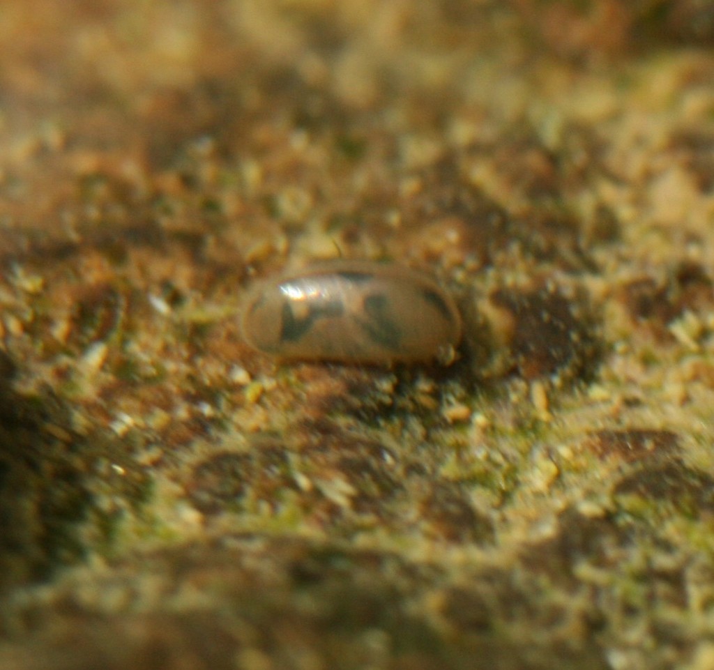 Herpetocypris reptans