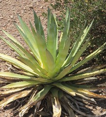 Agave murpheyi