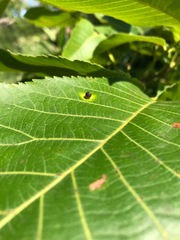 Caryomyia viscidolium