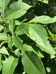 Caryomyia viscidolium