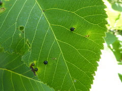 Caryomyia viscidolium