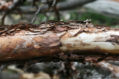 Polylepis besseri