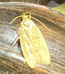 Autosticha kyotensis