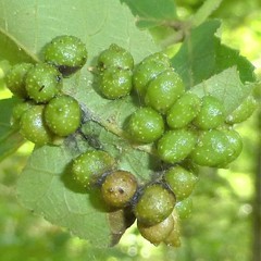 Caryomyia tuberculata