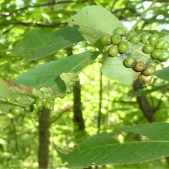 Caryomyia tuberculata