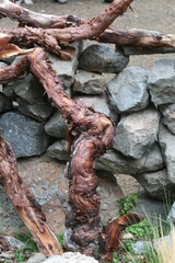 Polylepis besseri