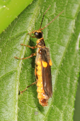 Trypherus