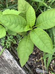 Phytolacca americana