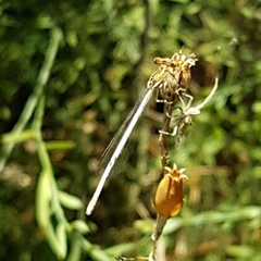 Platycnemis