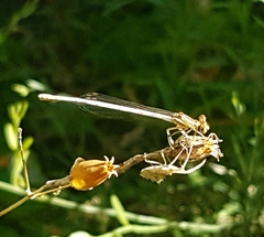 Platycnemis