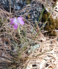 Dianthus subacaulis