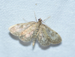 Anania coronata