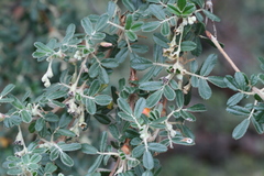 Polylepis besseri