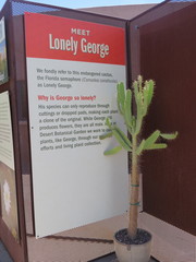 Consolea corallicola