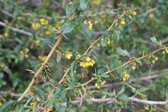 Berberis boliviana