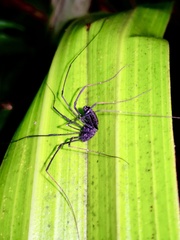 Forsteropsalis inconstans