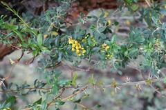 Berberis boliviana