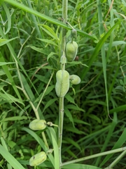 Baptisia alba