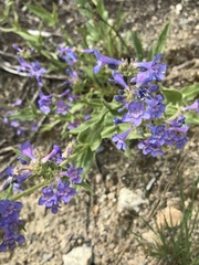 Penstemon pruinosus
