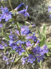 Penstemon pruinosus