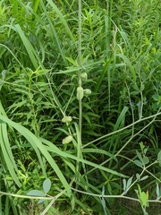 Baptisia alba