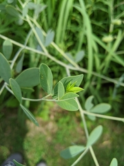 Baptisia alba