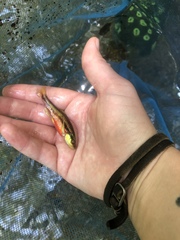 Notropis lutipinnis