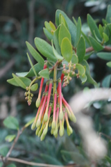 Tristerix penduliflorus