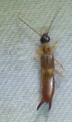 Spongiphoridae