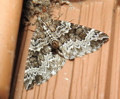 Eulithis explanata
