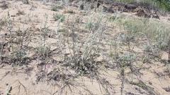 Artemisia ledebouriana