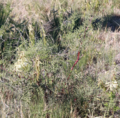 Astragalus racemosus