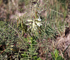 Astragalus racemosus