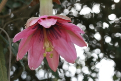 Passiflora pinnatistipula