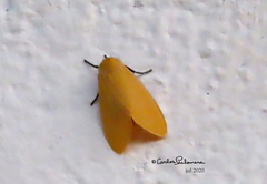 Pareuchaetes insulata