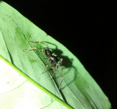 Oedignatha scrobiculata