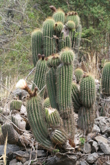 Trichocereus tunariensis