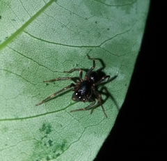 Oedignatha scrobiculata