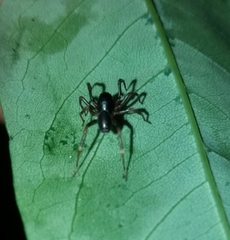 Oedignatha scrobiculata