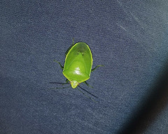 Glaucias
