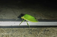 Glaucias