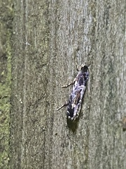 Tineidae clade b