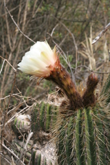 Trichocereus tunariensis