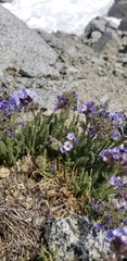 Polemonium eximium