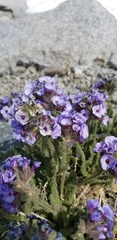 Polemonium eximium