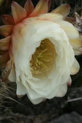 Trichocereus tunariensis