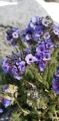 Polemonium eximium