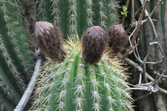 Trichocereus tunariensis